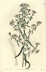 Brittle aster, Aster fragilis. Gravura em chapa de cobre colorida à mão por S. Watts depois de uma ilustração de Miss Sarah Drake do Registo Botânico de Sydenham Edwards, Ridgeway, Londres.