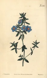 Pimpinela de folhas largas, Anagallis latifolia. Gravura em chapa de cobre colorida à mão por Weddell após uma ilustração botânica de Sydenham Edwards da revista Botanical de William Curtis, Samuel Curtis, Londres.