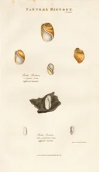Conchas de bolhas de várias espécies