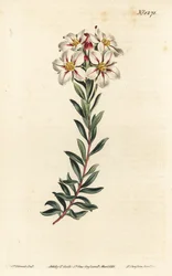 Buchu, Adenandra villosa (diosma florido em Umbel, Diosma speciosa) - Gravura em chapa de cobre colorida à mão por F. Sansom Jr. após ilustração de Sydenham Edwards da revista Botanical de William Curtis, T. Curtis, Londres