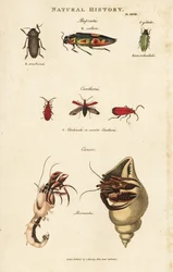 Bupreste et pagure (bernard l