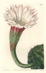 Ouriço-do-mar de cacto ou bola de Moisés, em flor, nativo do Brasil - Água forte de S. Watts de uma ilustração de Sarah Anne Drake (1803-1857), do Botanical Register