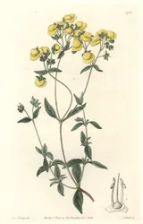 Calceolaire ou pequeno chinelo ou bolsa de senhora, nativo do Chile - Water forte de S. Watts de uma ilustração de Sarah Anne Drake (1803-1857), do Botanical Register