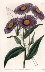 California Erigeron - Placa gravada por S.Watts, a partir de uma ilustração de Sarah Anne Drake (1803-1857), do Botanical Register of Sydenham Edwards (1768-1819), Inglaterra