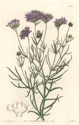 California Gilia - S. Watts Strong Water, de uma ilustração de Sarah Anne Drake (1803-1857), do Botanical Register