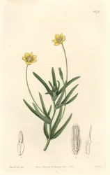 California Platystemon - S. Watts Strong Water, de uma ilustração de Sarah Anne Drake (1803-1857), do Botanical Register