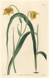 Calochorte (mariposa) ou ciclobotre com flores amarelo pálido, nativo do México - Água forte de S. Watts de uma ilustração de Sarah Anne Drake (1803-1857), do Botanical Register