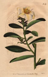 Camélia (Camelias) Penang, uma flor branca com coloração amarelada a flor. Camélia axilaris. Gravura em chapa de cobre colorida à mão a partir de uma ilustração botânica de Sydenham Edwards da "Botanical Magazine" de William Curtis 1790-1800.