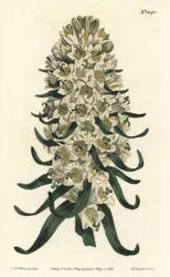 Campanula tem lindas flores - Flor dos Pirinéus, Campanula speciosa (Flor dos sinos de longa fisionomia, Campanula thyrsoidea). Gravura em chapa de cobre colorida à mão por F. Sansom Jr. após uma ilustração de Sydenham Edwards da revista Botanical Magazine