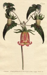 Campânula das Canárias, flor em forma de sino pendente, amarela com veios cor-de-rosa, originária das Ilhas Canárias. Campânula das Canárias com flores amarelas pendentes de nervuras cor-de-rosa. Uma planta nativa das Ilhas Canárias. Canarina campanula.