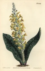 Cape Hyacinth (falsa orquídea) - Spotted leaved orchis-like lachenalia, Lachenalia orquioides. Gravura em chapa de cobre colorida à mão por F. Sansom Jr. após ilustração de Sydenham Edwards da revista Botanical Magazine de William Curtis, T. Curtis, Londre