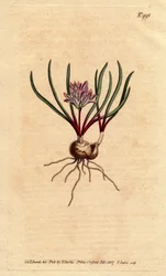 Jacinto do Cabo, com bulbo, folhas de ecarlate e flor rosa pálido. Jacinto do Cabo, com bulbo, folhas escarlate e flores cor-de-rosa pálido. Polyzena corymbosa (Massonia corymbosa). Gravura em chapa de cobre colorida à mão a partir de uma ilustração botâni