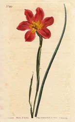 A tulipa do Cabo, moraea tem palha florida e salmão rosa. Moréias de cor palha com floração igual, salmão rosa salmão e Tulipa do Cabo amarelo. Homeria collina (Moraea collina). Gravura em chapa de cobre colorida à mão a partir de uma ilustração botânica d