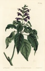 Caribbean Sage - Salvia lamiifolia (Salvia lamiifolia, Salvia amoena). Gravura em chapa de cobre colorida à mão por F. Sansom Jr. depois de uma ilustração de Sydenham Edwards da revista botânica de William Curtis, T. Curtis, Londres.