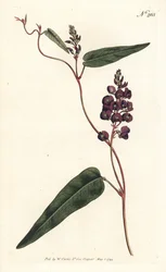 Caulinia bimaculata (Glicina púrpura, Glycine bimaculata). Gravura em chapa de cobre colorida à mão por Sansom após uma ilustração de Sydenham Edwards da revista Botanical Magazine de William Curtis, Londres