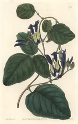 Caulinie noiratre, nativo da Austrália - S. Watts água forte de uma ilustração de Sarah Anne Drake (1803-1857), do Botanical Register