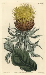 Centauree a grosseira tête - Centaurea macrocephala, Centaurea macrocephala gigante ou centaurea amarela de cabeça grande. Gravura em chapa de cobre colorida à mão por F. Sansom Jr. após ilustração de Sydenham Edwards da revista Botanical Magazine de Willi