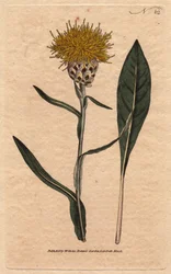 Centauree tem folha de pastel, com flor amarelo fofo. Oriental. Centaurea de folhas folhas com flores amarelas e fofas. Uma nativa do leste. Centaurea glastifolia. Gravura em chapa de cobre colorida à mão a partir de uma ilustração botânica de Sydenham Edw