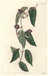 Ceropegia elegante, nativa da Índia - Água forte de S. Watts de uma ilustração de Sarah Anne Drake (1803-1857), do Botanical Register