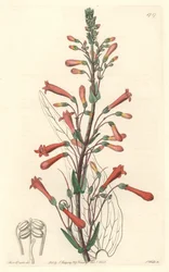 Chelone (ou Galane) tem folhas de valeriana, nativa da Califórnia - S. Watts água forte de uma ilustração de Sarah Anne Drake (1803-1857), do Botanical Register