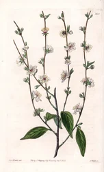 Cerejeira - Quadro gravado por S.Watts, de uma ilustração de Sarah Anne Drake (1803-1857), do Botanical Register of Sydenham Edwards (1768-1819), Inglaterra