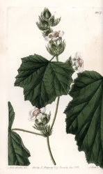 Castanheiro - Placa gravada por S.Watts, a partir de uma ilustração de Sarah Anne Drake (1803-1857), do Botanical Register of Sydenham Edwards (1768-1819), Inglaterra