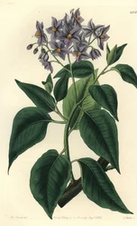 Árvore de batata chilena ou solanum de folhas frisadas. Gravura em chapa de cobre colorida à mão por S. Watts depois de uma ilustração de Miss Sarah Drake do Registo Botânico de Sydenham Edwards, Ridgeway, Londres.