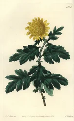 Camomila chinesa ou Chrysantheme indiano - Crisântemo indiano amarelo duplo, Chrysanthemum indicum var. plenum. Gravura em chapa de cobre colorida à mão por S. Watts após ilustração de J.T. Hart do Sydenham Edwards