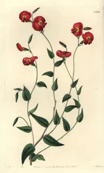 Chorizema ovatum (Corozema ovatum ovatum, Chorozema ovatum). Gravura em chapa de cobre colorida à mão por S. Watts depois de uma ilustração de Miss Sarah Drake do Registo Botânico de Sydenham Edwards, Ridgeway, Londres.
