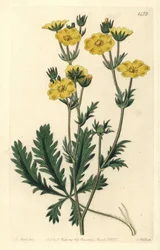 Cinquefoil dressee - Cinquefoil de folhas espigadas, Potentilla laciniosa. Gravura em chapa de cobre colorida à mão por S. Watts após uma ilustração de M. Hart do Sydenham Edwards