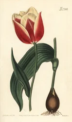 Claramond tulipa, Tulipa suaveolens var. latifolia. Gravura em chapa de cobre colorida à mão por Weddell após uma ilustração botânica de Sydenham Edwards da revista Botanical de William Curtis, Samuel Curtis, Londres