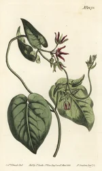 Trepadora de leite, Matelea obliqua (cynanchum Virginian cynanchum, Cynanchum discolor). Gravura em chapa de cobre colorida à mão por F. Sansom Jr. após ilustração de Sydenham Edwards da revista Botanical Magazine de William Curtis, T. Curtis, Londres.