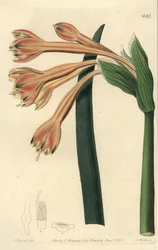 Clinanthus fulvus (Tawny coburgia, Coburgia fulva). Gravura em chapa de cobre colorida à mão por S. Watts após ilustração de William Herbert do Sydenham Edwards
