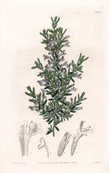 Clinopodium Variete - Placa gravada por S.Watts, a partir de uma ilustração de Sarah Anne Drake (1803-1857), do Botanical Register of Sydenham Edwards (1768-1819), Inglaterra