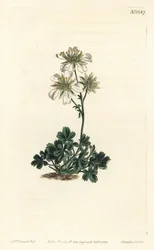 Clusius cinquefoil - Clusius cinquefoil, Potentilla clusiana. Gravura em chapa de cobre colorida à mão por F. Sansom Jr. após ilustração de Sydenham Edwards da revista Botanical Magazine de William Curtis, T. Curtis, Londres.