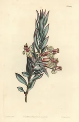 Styphelia florida, Styphelia triflora. Gravura em chapa de cobre colorida à mão por F. Sansom Jr. após ilustração de Sydenham Edwards da revista Botanical Magazine de William Curtis, T. Curtis, Londres