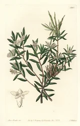 Barba branca de urso costeiro ou de flor pequena, Leucopogon parviflorus. Gravura em chapa de cobre colorida à mão por S. Watts depois de uma ilustração de Miss Sarah Drake do Registo Botânico de Sydenham Edwards, Ridgeway, Londres.