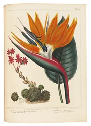 Cobweb Houseleek e Canna Leaved Strelitzia, 1806