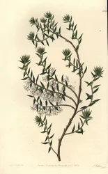 Saúde comum, Epicris impressa (Snowy epacris, Epicris nivalis). Gravura em chapa de cobre colorida à mão por S. Watts depois de uma ilustração de Miss Sarah Drake do Registo Botânico de Sydenham Edwards, Ridgeway, Londres.