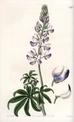 Tremoço comum das margens do rio - Quadro gravado por S.Watts, de uma ilustração de Sarah Anne Drake (1803-1857), do Botanical Register of Sydenham Edwards (1768-1819), Inglaterra