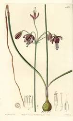 Coral do México ou gota de coral - Gotas de coral, Bessera elegans (fístula de folhas ocas, Pharium fistulosum). Gravura em chapa de cobre colorida à mão por S. Watts após ilustração de William Herbert do Sydenham Edwards