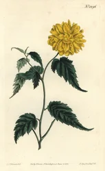 Corete du Japon - Rosa japonesa de flor dupla, Kerria japonica (Corchorus japonicus var. flore pleno). Gravura em chapa de cobre colorida à mão por F. Sansom Jr. depois de uma ilustração de Sydenham Edwards do Bot de William Curtis