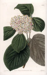 Cotton Viorne - Quadro gravado por S.Watts, a partir de uma ilustração de Sarah Anne Drake (1803-1857), do Botanical Register of Sydenham Edwards (1768-1819), Inglaterra