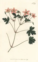 Crane bill (ou bico de cegonha) - Guindaste cor de carne s-bill, Erodium incarnatum. Gravura em chapa de cobre colorida à mão por Sansom depois de uma ilustração de Sydenham Edwards da revista Botanical de William Curtis, Londres