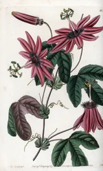 Crimson Passion - Placa gravada por S.Watts, a partir de uma ilustração de Sarah Anne Drake (1803-1857), do Botanical Register of Sydenham Edwards (1768-1819), Inglaterra