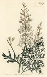 Arbusto de crinkle ou tansy - Plântula de crinkle ou samambaia (lomatia folhada de enxofre), Lomatia silaifolia. Gravura em chapa de cobre colorida à mão por F. Sansom Jr. após ilustração de Sydenham Edwards da revista Botanical Magazine de William Curtis,