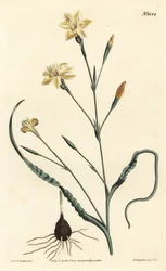 Moraea frisada, Moraea crispa. Gravura em chapa de cobre colorida à mão por F. Sansom Jr. após ilustração de Sydenham Edwards da revista Botanical Magazine de William Curtis, T. Curtis, Londres.