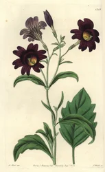 Salpiglossis - Salpiglossis sinuata (Salpiglossis sinuata roxo escuro, Salpiglossis atropurpurea). Gravura em chapa de cobre colorida à mão por S. Watts após uma ilustração de M. Hart do Sydenham Edwards