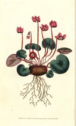 Cyclamen de Cos ou Caucasus - Ciclamen de folhas redondas, Cyclamen coum. Gravura em chapa de cobre colorida à mão depois de uma ilustração botânica de James Sowerby da revista The Botanical Magazine de William Curtis, Lambeth Marsh, Londres.
