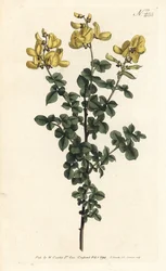Cytisophyllum sessilifolium (Citisus comum, Cytisus sessilifolius). Gravura em chapa de cobre colorida à mão por Sansom após uma ilustração de Sydenham Edwards da revista Botanical de William Curtis, Londres